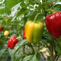 Перцы в теплице