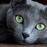 Кошка породы "русская голубая"