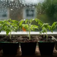 Помидорная рассада