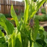 Клещ на даче