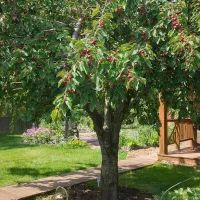 Вишневое дерево