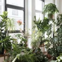 Комнтаные цветы