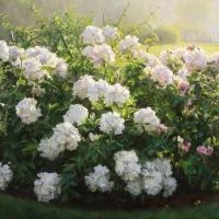 Кустарник в саду