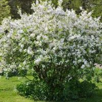 Кустарник в саду