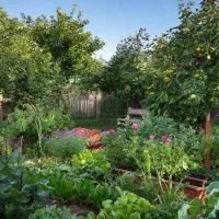 Растения в саду