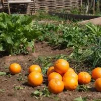 Апельсины, дача