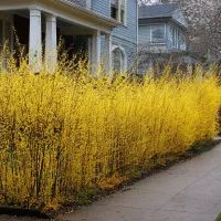 Изгородь из форзиции