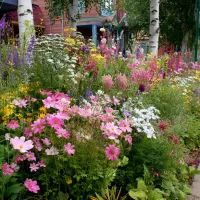 Клумба из многолетников