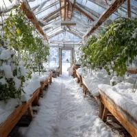 Снег в теплице, арт