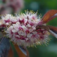 Цветущая вишня