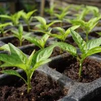Рассада перцев