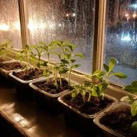 Рассада на подоконнике