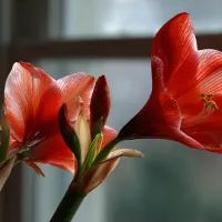 Цветущий амариллис