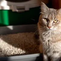 Кот сидит у лотка