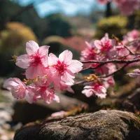 Ветка сакуры