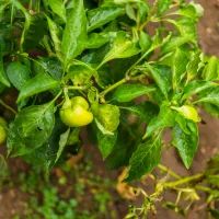 Рассада перцев