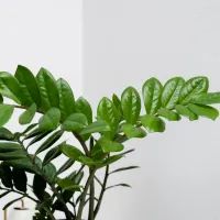 Замиокулькас