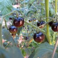 Черноплодные томаты