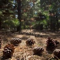 Сосновые шишки