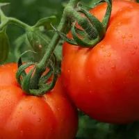Помидоры