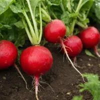 Редис