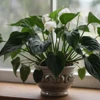 Спатифиллум