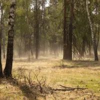 Жара в лесу