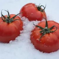 Помидоры в снегу