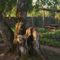 Старый пень