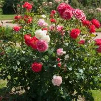 Розовый куст