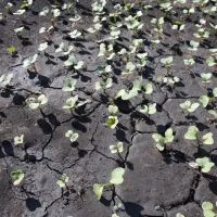 Земля с рассадой