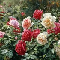 Розовый куст