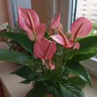 Спатифиллум