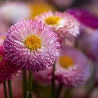 Маргаритки