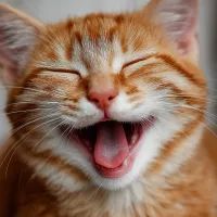 Довольный кот