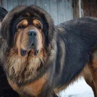 Тибетский мастиф