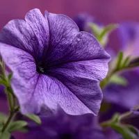 Петунии