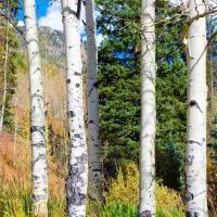 Березы и елки
