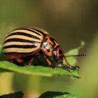 Колорадский жук