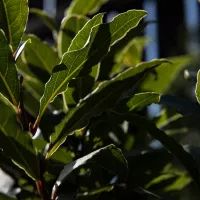 Лавровый лист