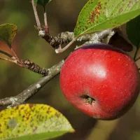 Яблоня