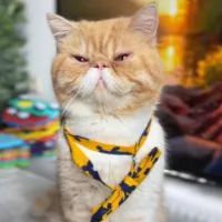 Кот Харитон