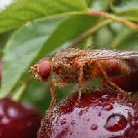 Вишневая муха