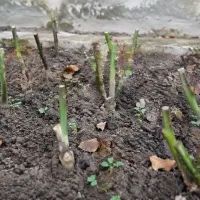 Черенки роз