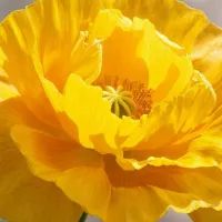 Мак желтый махровый