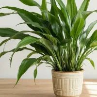 Домашнее растение