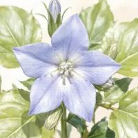 Кампанула карпатская