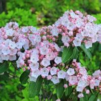 Тысячелистник