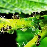 Муравьи и тля