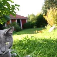 Кот на даче